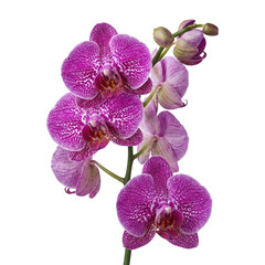 Purple Phalaenopsis Orchid Flower Branch Close Up