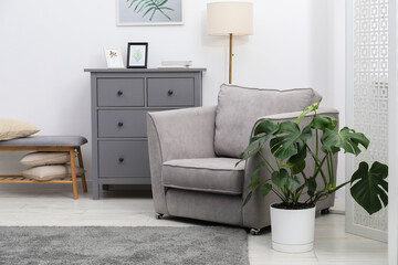Monstera houseplant and stylish furniture at home. Interior design