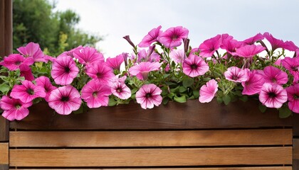 Pink Petunias In Wooden Planter