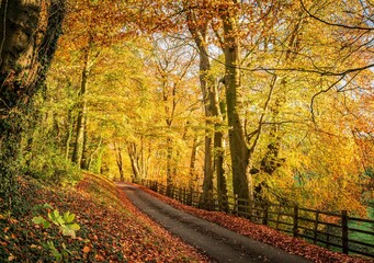 Fototapeta premium autumn forest road