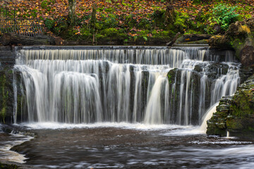 Fototapeta premium waterfall in the forest
