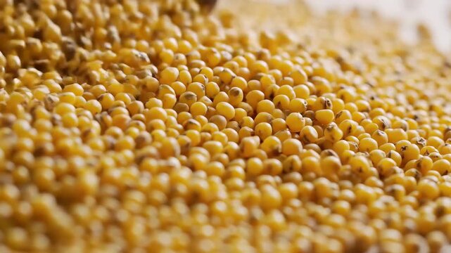 Close up of a pile of golden millet seeds in natural light.