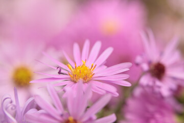 Smoke close-up selective soft focus pink, lilac small chrysanthemum, aster Flower bouquet. Natural art blur beige background.