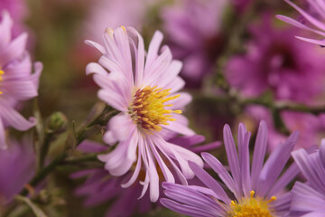 Obraz premium Smoke close-up selective soft focus pink, lilac small chrysanthemum, aster Flower bouquet. Natural art blur background.