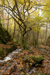 peaceful woodland scene in autumn