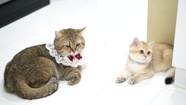 Furry and playful domestic cats with distinct fur patterns lounge indoors, one wearing cute decorative collar while curious kitten adds charm to cozy atmosphere on white tiled floor