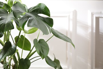 Beautiful monstera growing near white wall indoors, closeup. Space for text © New Africa