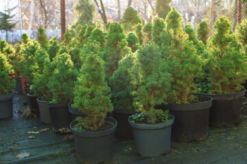 Fototapeta premium Many small spruce trees in pots at market. Christmas celebration
