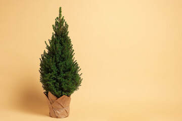Obraz premium Potted small spruce tree on beige background, space for text. Christmas decor