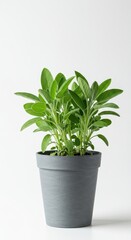 Fototapeta premium Fresh potted sage plant with vibrant green leaves isolated on a pure white studio background, perfect for gardening and culinary themes ,houseplant, flavor, environment