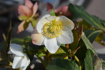 Christmas rose white flower  - Latin name - Helleborus niger WinterSun