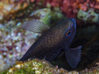 Damsel fish from the Mediterranean Sea