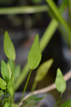 Lesser spearwort leaf - Latin name - Ranunculus flammula