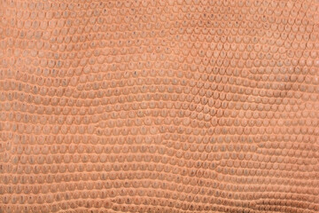 A close up macro shot displays the natural brown scales and detailed surface pattern of authentic lizard skin