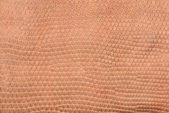 A close up macro shot displays the natural brown scales and detailed surface pattern of authentic lizard skin