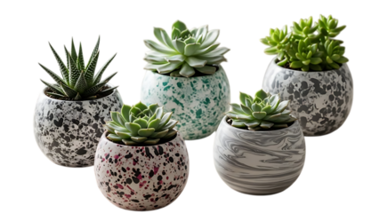 Five Succulent Plants in Decorative Round Pots Display