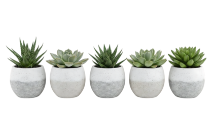Five Succulent Plants in White Concrete Pots Arrangement
