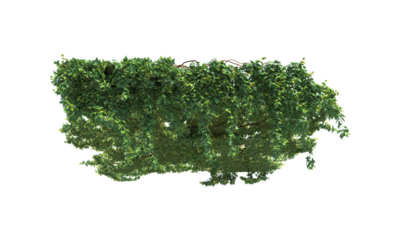 Landscaping for a pergola without a pergola foliage trailing plant alpha channel