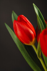 Fototapeta premium Red tulips macro photo. Easter spring or birthday greeting card