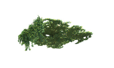 Landscaping for a pergola without a pergola foliage trailing plant alpha channel