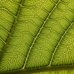 Close-up macro shot of a vibrant green leaf showing its intricate network of veins and cellular structure backlit by natural light.