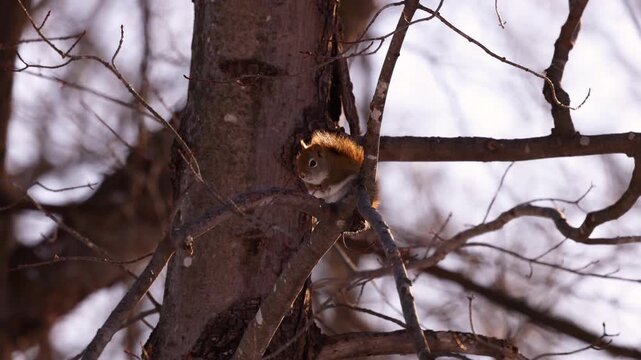 American Red Squirrel (tamiasciurus hudsonicus) laying on a tree limb on a cold and windy day during winter in Wisconsin.