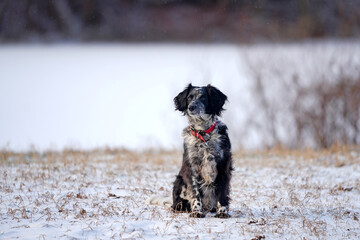 Black and white dog joyfully carries a stick in its mouth while walking along a snowy path surrounded by tall grass and trees, showcasing playful outdoor adventure