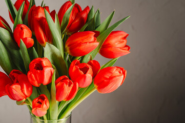Obraz premium Red tulips macro photo. Easter spring or birthday greeting card
