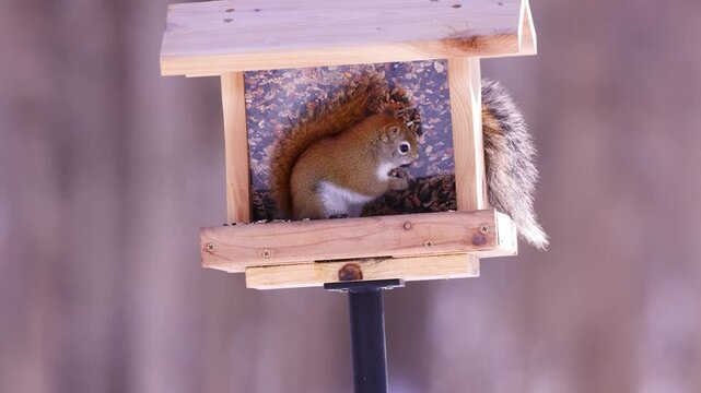 American Red Squirrel (tamiasciurus hudsonicus) and an Eastern gray squirrel (Sciurus carolinensis) on a bird feeder eating birdseed during winter in Wisconsin. The Red Squirrel chases the Gray squirr