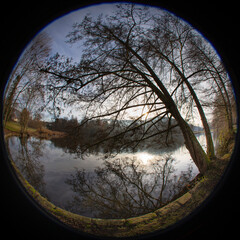 Trees on the lakeshore in deep sunlight,  in a park shot with a fisheye circular lens 180 degrees...