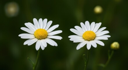 Obraz premium Two bright white daisies gently touch petals in a sunny meadow, symbolizing a beautiful and enduring natural friendship and connection, natural light, vibrant, sunny