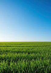 Fototapeta premium Wide landscape view of a lush pasture where brilliant emerald grass meets the smooth horizon line under a sunny azure sky ,field ,space ,spacious