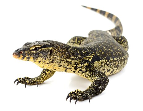 Monitor lizard with yellow and black markings poses against a clean white background, tail elegantly curved