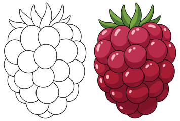 Raspberry fruit illustration featuring a vibrant cluster of glossy red drupelets with natural highlights and fresh green leaves in a clean detailed vector style