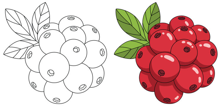 Cranberry illustration showcasing a vibrant cluster of glossy red berries with natural highlights and fresh green leaves in a clean detailed vector style