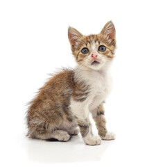 Fototapeta premium Small tabby kitten sitting on white background.