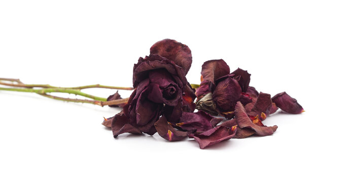 Dried and withered red roses isolated on white background.