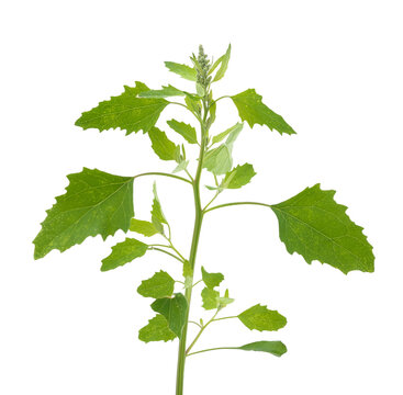 Green goosefoot plant on white background.