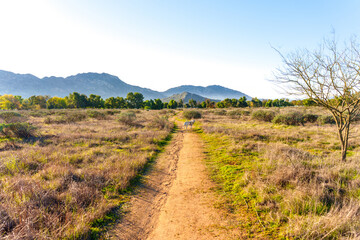 White Dog on Dirt Path Through Arid Landscape at Lake Perris State Recreation Area