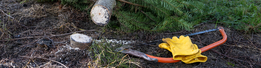Fir tree cut on u-cut Christmas tree farm and ready to take home, leather work gloves and hand saw...