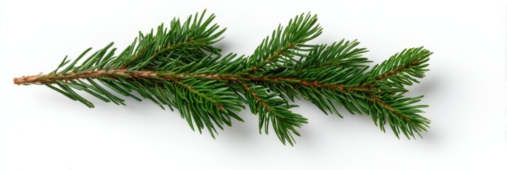 Obraz premium Green spruce fir tree branch on white background