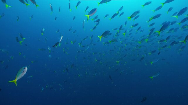 Huge numbers of fish swim out from the reef into open blue water to feed on drifting plankton