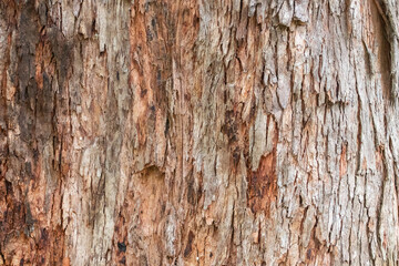 Obraz premium Close-up of fibrous and peeling tree bark, with brown, gray, and terracotta tones. Texture, nature, background, rustic.