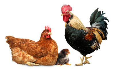 Rooster, hen and chick on white background. Animal family