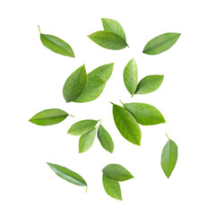 Citrus leaves flying in air on white background