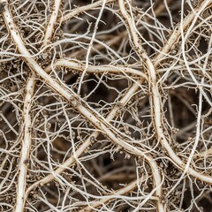 Close-up view of a dense network of light-colored plant roots intertwined in soil, showing intricate organic patterns and small nodules.