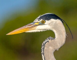 Heron headshot with striking yellow eye and long beak against blurred green background, neck curved elegantly upward