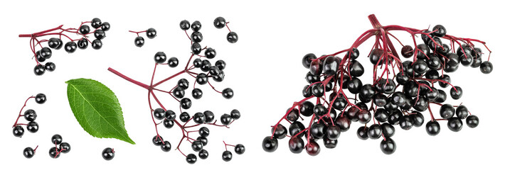 Ripe black elderberry or elder isolated on a white background. Sambucus. Top view. Flat lay