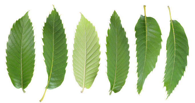 Leaves of sweet chestnut tree isolated on white background. Top view. Flat lay
