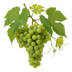 Obraz premium Fresh Green Grapes on a Vine With Leaves isolated on transparent or white background. PNG 